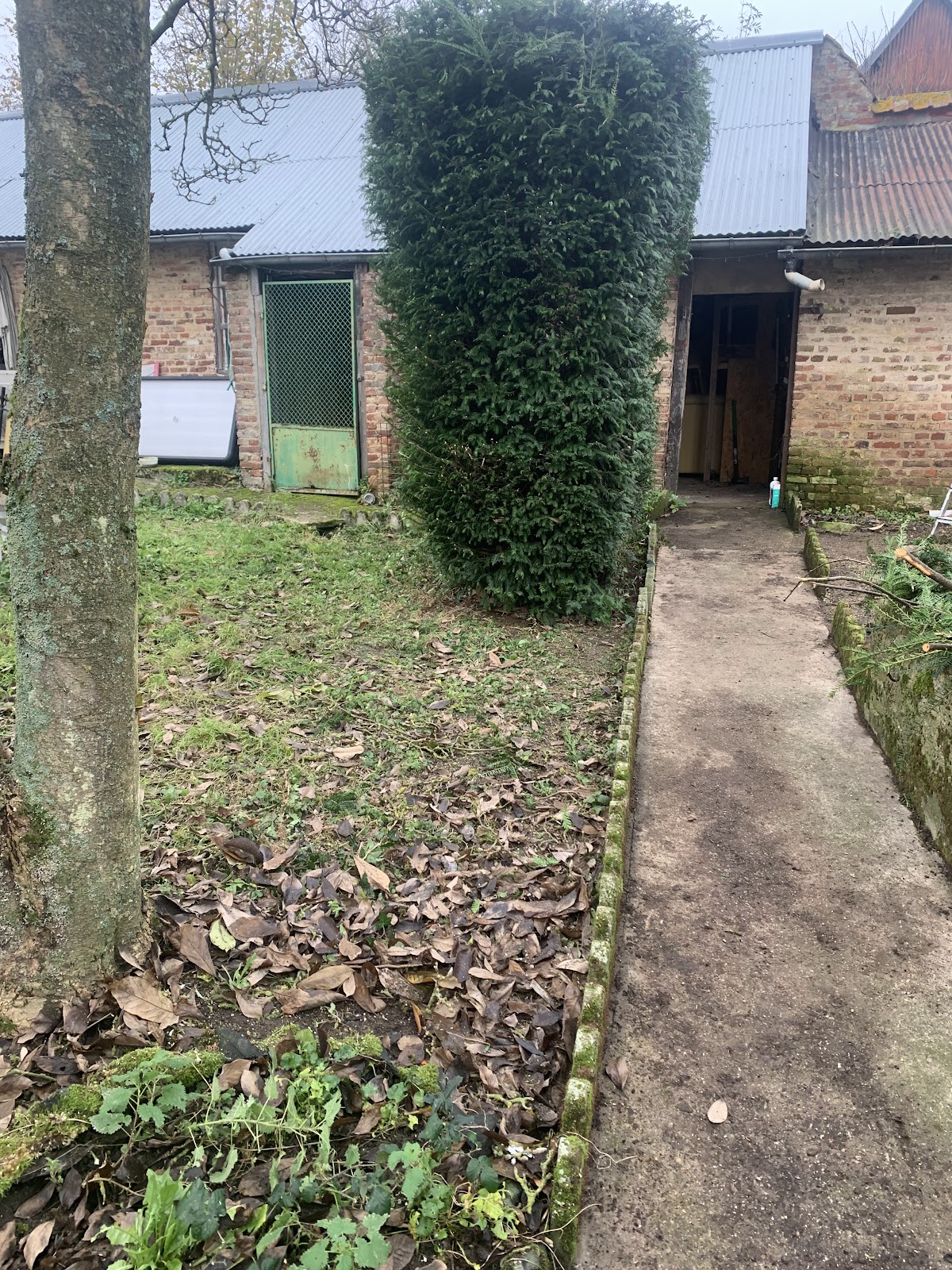 Taille de haies par L'atelier du jardin