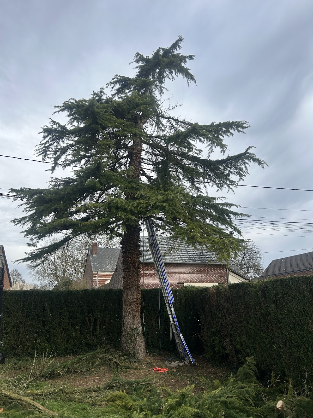 Jardin entretenu par L'atelier du jardin